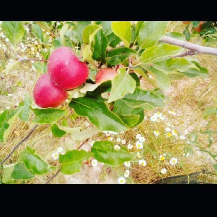 IMG_20180702_114815_208